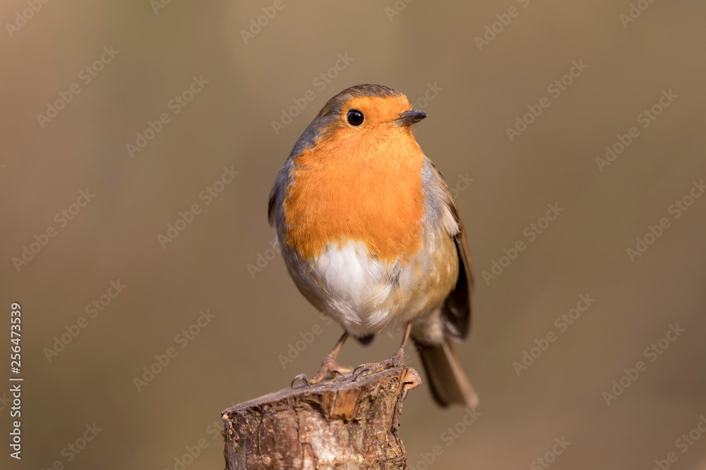 European Robin (Erithacus rubecula) perched in the spring sunshine. Taken in Cardiff, South WalesEuropean Robin (Erithacus rubecula) perched in the spring sunshine. Taken in Cardiff, South Wales, UK European Robin (Erithacus rubecula) perched in the spring sunshine. Taken in Cardiff, South WalesEuropean Robin (Erithacus rubecula) perched in the spring sunshine. Taken in Cardiff, South Wales, UK