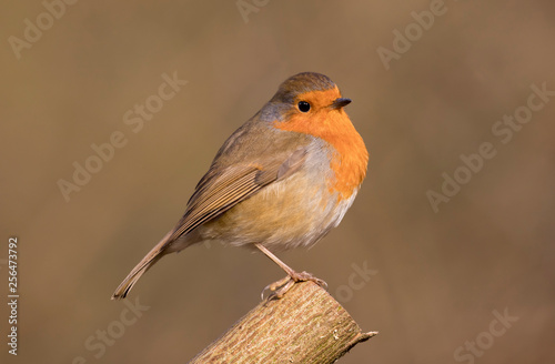 European Robin (Erithacus rubecula) perched in the spring sunshine. Taken in Cardiff, South Wales, UK