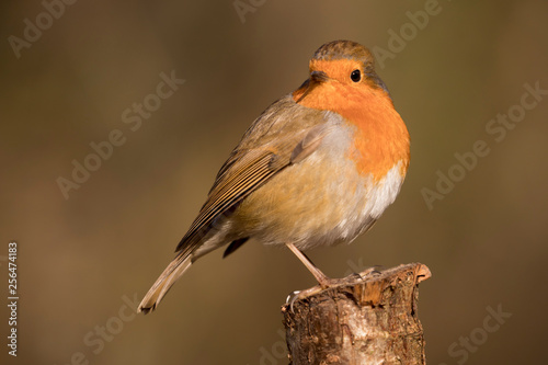 European Robin (Erithacus rubecula) perched in the spring sunshine. Taken in Cardiff, South Wales, UK