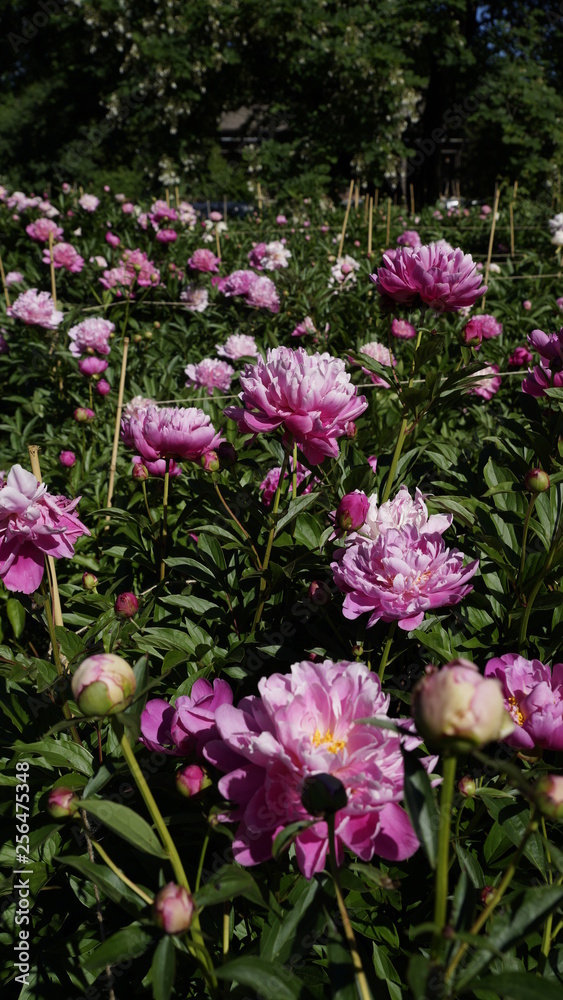 Obraz premium field of flowers