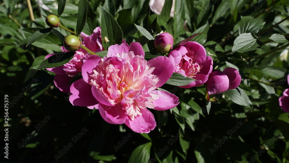 pink flowers pink flowers