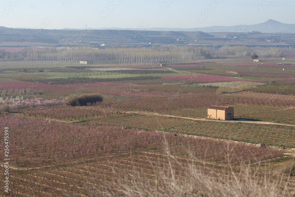 field