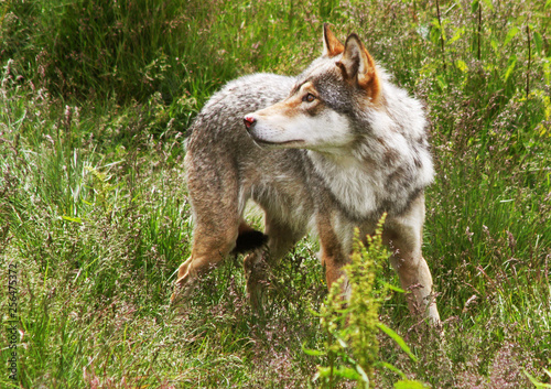 Norwegian Wolf