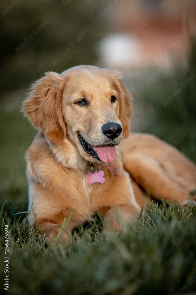 Golden Retriever Dog