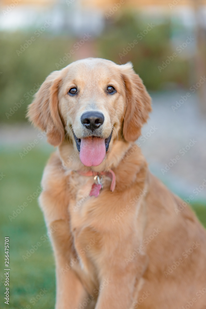 Golden Retriever Puppy