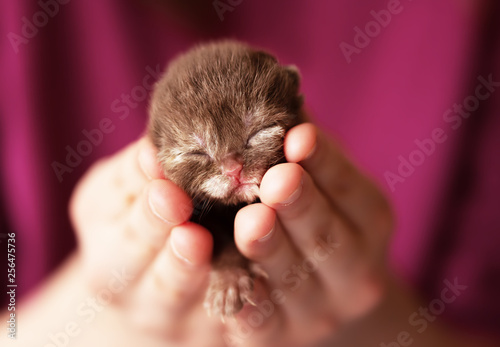 Neugeborenes Katzenbaby liegt in der Hand