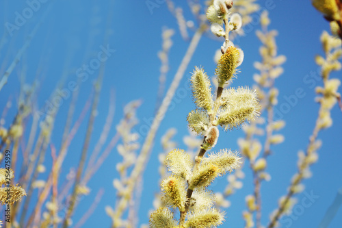 Pussy willow on the blue sky background.
