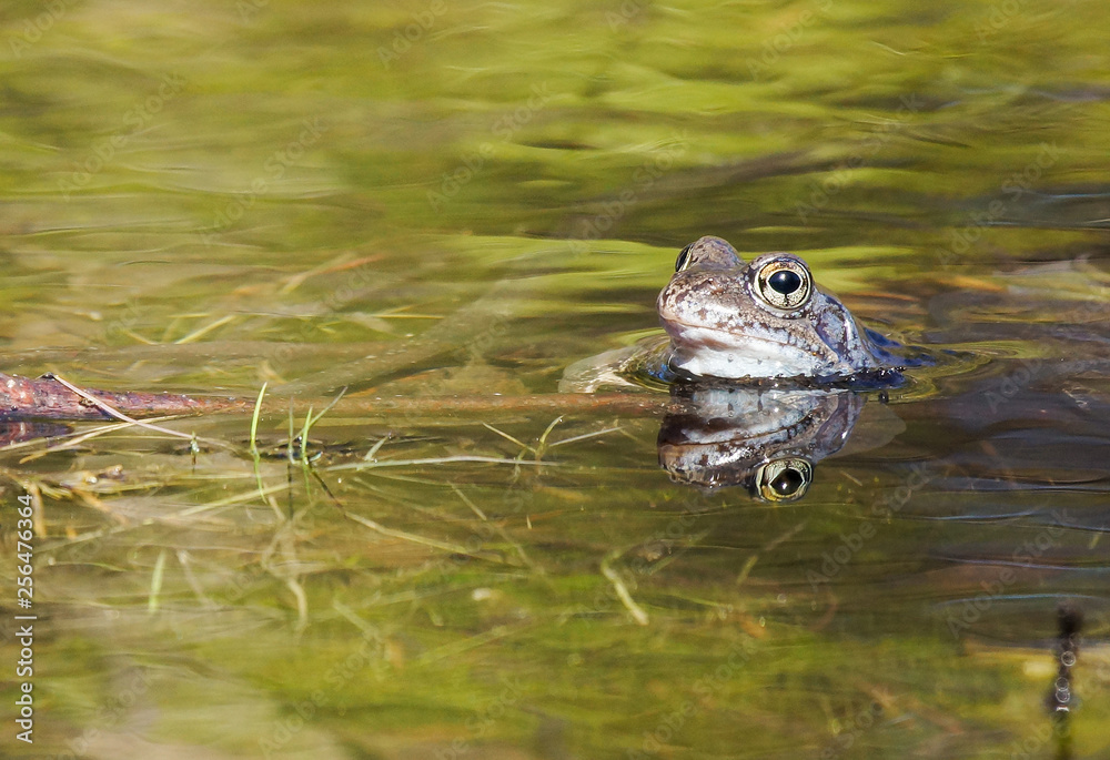 Frog in spring Frog in spring