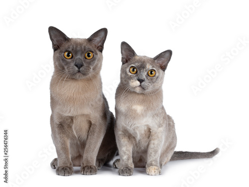 Cute chocolate and tortie Burmese cat kittens, sitting beside each other. Looking straight at lens with big round yellow eyes. Isolated on white background.
