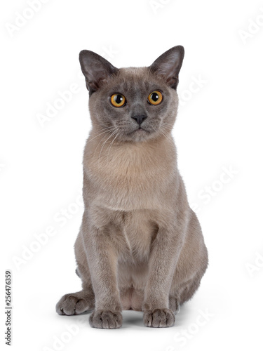 Cute chocolate Burmese cat kitten, sitting up facing front. Looking straight at lens with big round yellow eyes. Isolated on white background. 