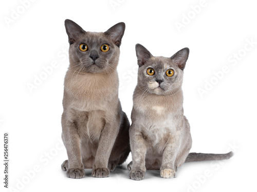 Cute chocolate and tortie Burmese cat kittens, sitting beside each other. Looking straight at lens with big round yellow eyes. Isolated on white background. © Nynke