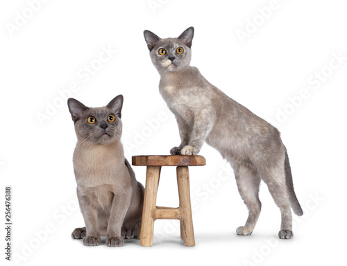 Cute chocolate and tortie Burmese cat kittens, sitting beside wooden stool and the other stabding side ways on it. Looking above lens with big round yellow eyes. Isolated on white background. photo