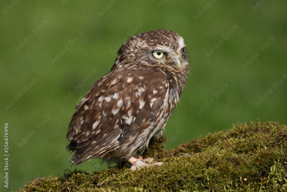 Little Owl (athene noctua) Little Owl (athene noctua)