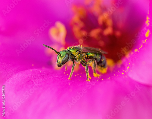 Augochloropsis Augochlora, Small green sweat bee on a flower, closeup macro, with lots of pollen