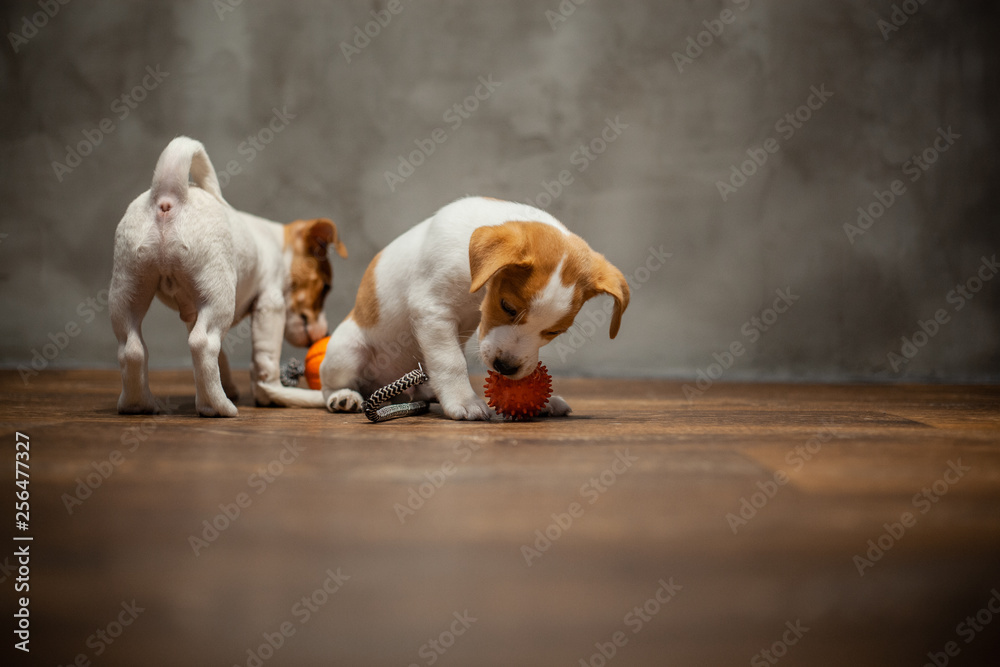Two puppies of breed Jack Russell Terrier are played with a toy with an orange ball pulling it on the floor against the gray wall