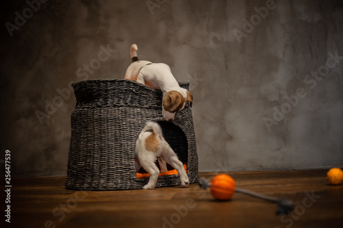 Jack Russell Terrier puppies are played next to a wicker gray house with orange pillows and dog toys lying next to the house on a wooden floor against a gray wall