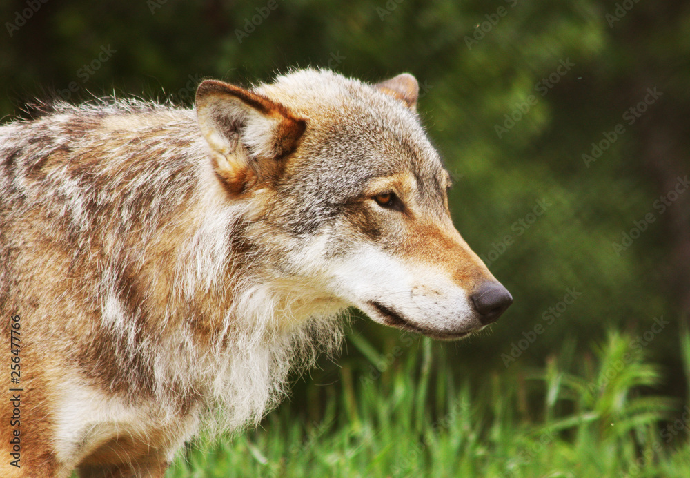 Fototapeta premium Norwegian Wolf
