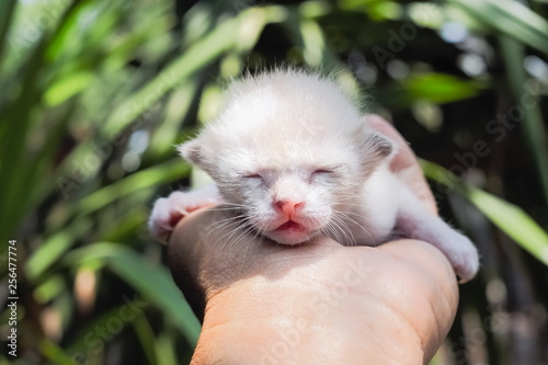 a cute new born white kitten (age 7 days) lying in hand with green nature blurred background. © Yuttana Joe