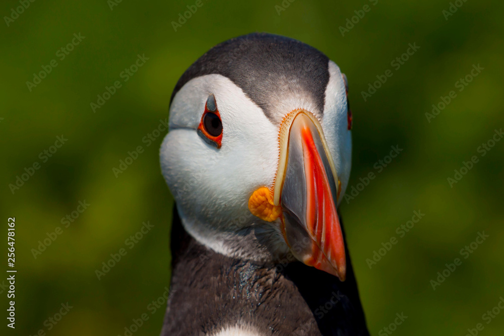 Naklejka premium Puffin (fratercula arctica) on Skomer Island, Pembrokeshire, Wales, UK