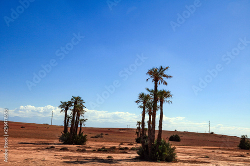 Desert palm trees in Moroccan desert