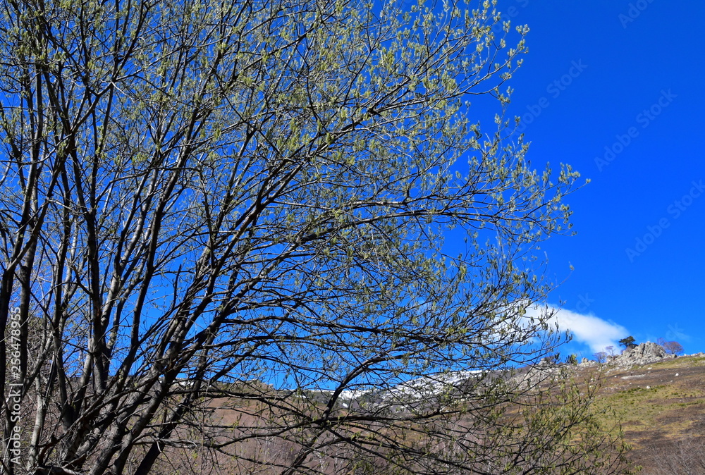 Premiers bourgeons de printemps dans les Pyrénées Premiers bourgeons de printemps dans les Pyrénées