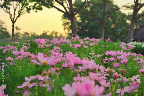 Fototapeta Naklejka Na Ścianę i Meble -  Cosmos Flower Garden has a Full Pink Area garden