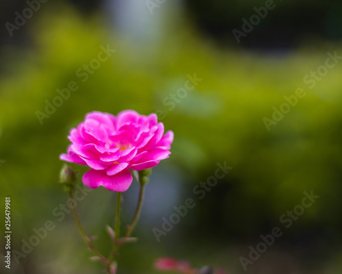 pink flower in garden