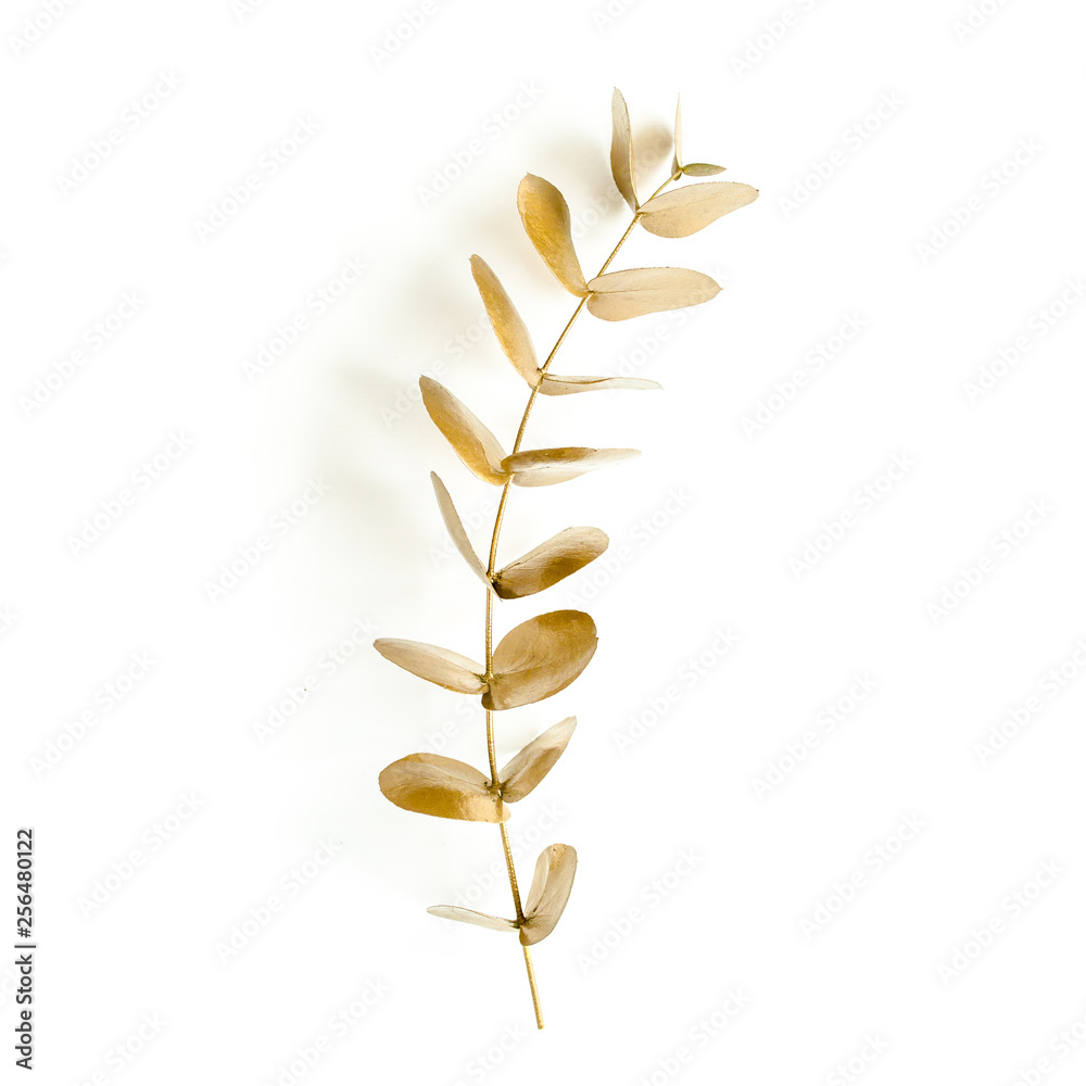 Golden branch, leaf eucalyptus on white background. Minimal concept. flat lay, top view Golden branch, leaf eucalyptus on white background. Minimal concept. flat lay, top view