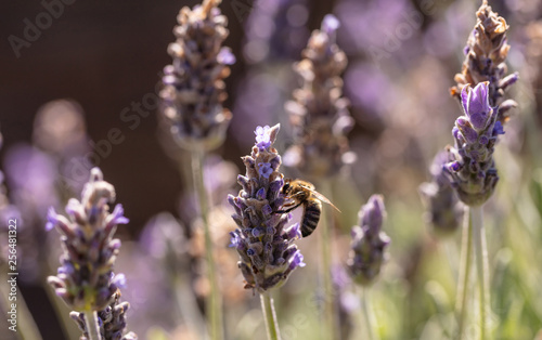 Bee on a lavender flower, Closeup view of a bee pollinating a lavender blossom