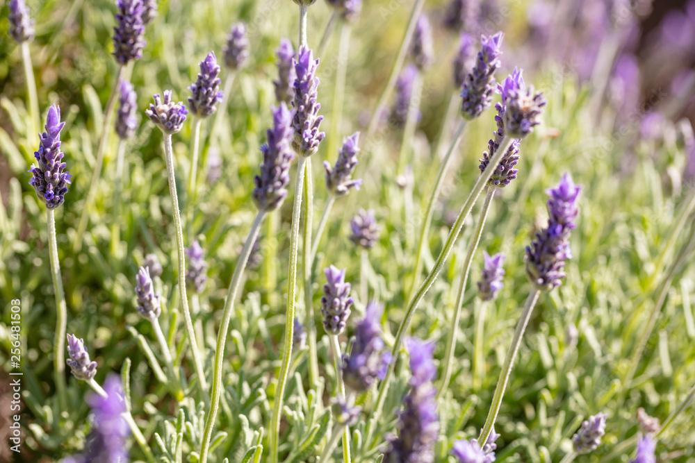 Lavender flowers, Closeup view of a lavender field blooming in spring Lavender flowers, Closeup view of a lavender field blooming in spring