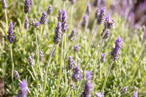 Lavender flowers  Closeup view of a lavender field blooming in spring
