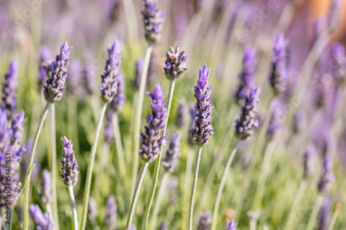 Lavender flowers, Closeup view of a lavender field blooming in spring © Rawf8
