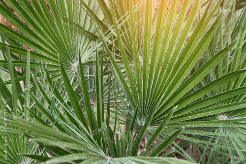 Beautiful tropical leaf texture  green foliage natural background of green grass and exotic leaves garden