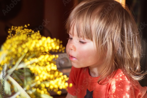 A cute little girl with light brown hair sniffs a bouquet of fragrant yellow mimosa, donated on March 8 on International Women's Day.