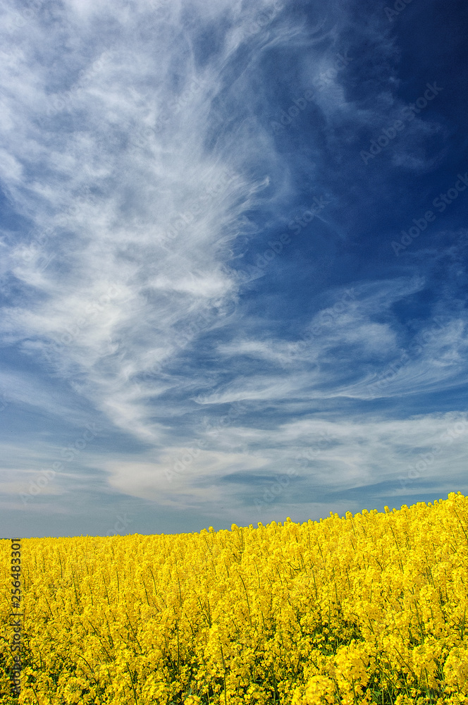 Obraz premium Blooming rapeseed field with dramatic sky