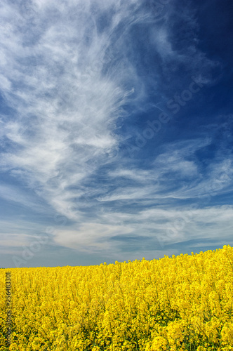 Blooming rapeseed field with dramatic sky
