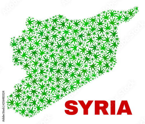 Vector marijuana Syria map collage. Template with green weed leaves for weed legalize campaign. Vector Syria map is formed with marijuana leaves.