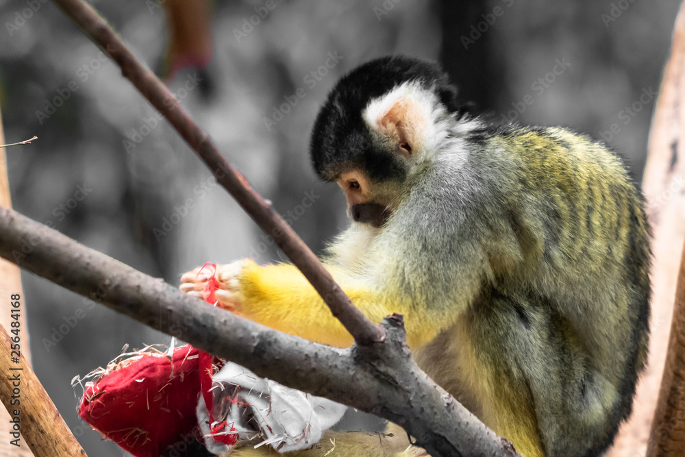 Fototapeta premium Cute saimiri bolivian squirrel monkey portrait close up playing with christmas hat