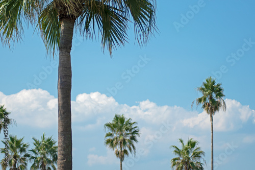 Palm Trees and the Sky