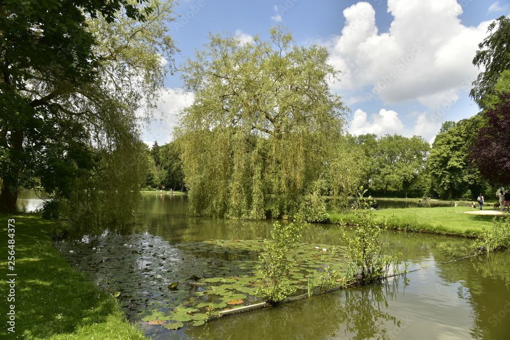 Plantes aquatiques au bout du chenal vers l'étang principal du domaine provincial de Vrijbroekpark à Malines