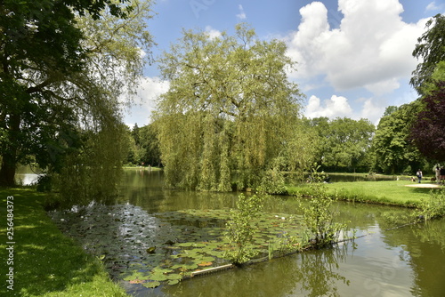 Plantes aquatiques au bout du chenal vers l   tang principal du domaine provincial de Vrijbroekpark    Malines