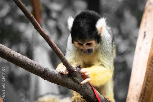 Cute saimiri bolivian squirrel monkey portrait close up playing with christmas hat © Barbara C