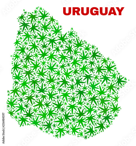 Vector cannabis Uruguay map collage. Concept with green weed leaves for weed legalize campaign. Vector Uruguay map is designed from ganja leaves.