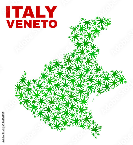 Vector marijuana Veneto region map collage. Template with green weed leaves for weed legalize campaign. Vector Veneto region map is composed with marijuana leaves.