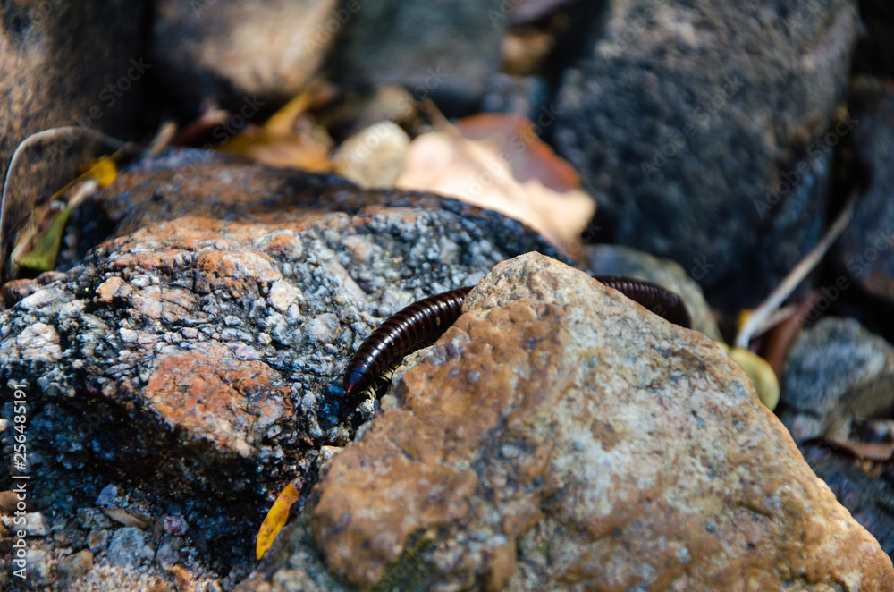 Julida. The centipede is crawling among the stones and dry leaves. Julida. The centipede is crawling among the stones and dry leaves.