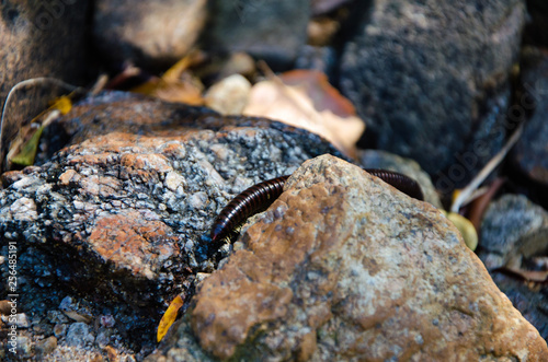 Julida. The centipede is crawling among the stones and dry leaves.