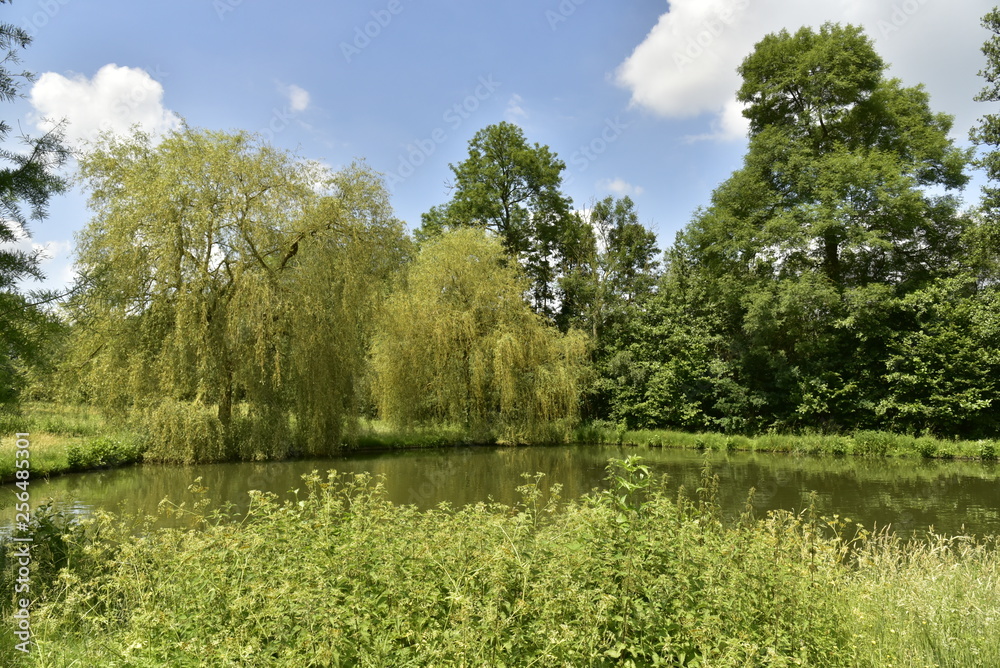 Herbes folles et bois autours du dernier étang au bout du domaine provincial de Vrijbroekpark à Malines
