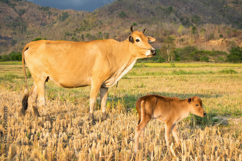 A cow with a calf on a mowed rice field  a mountainous Vietnamese valley. Sunset time