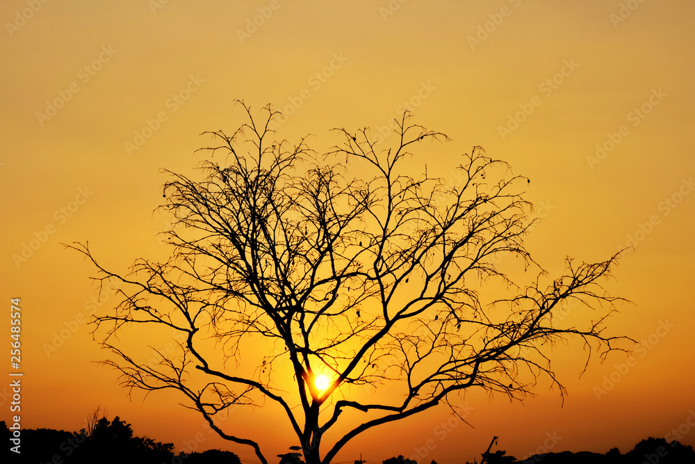 Landscape, dead tree branch on sky,Yellow sky background,Befor sunset Landscape, dead tree branch on sky,Yellow sky background,Befor sunset