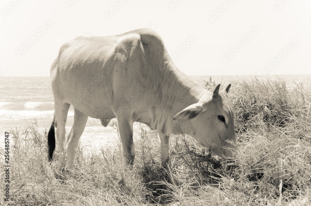 Fototapeta premium Cow eating grass on the sandy seashore. There are waves in the background. Vietnam. Black and white photo.